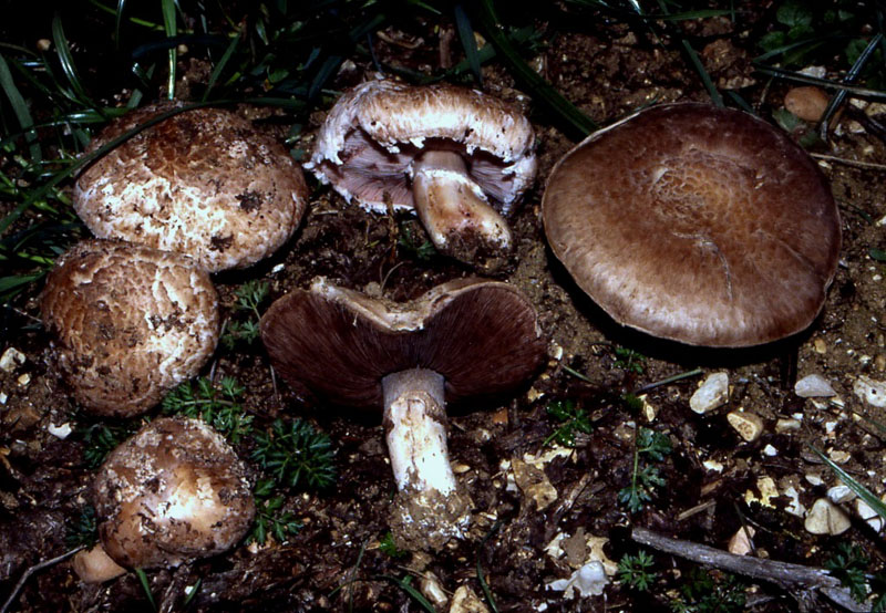 Ancora Agaricus